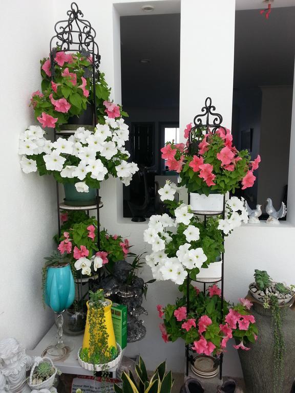 Lush & Co Auckland Bed & Breakfast Екстер'єр фото
