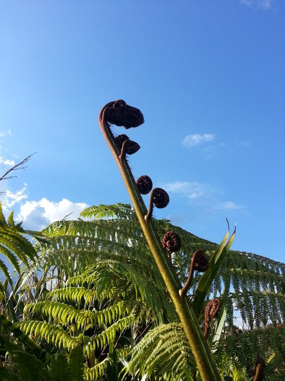 Lush & Co Auckland Bed & Breakfast Екстер'єр фото