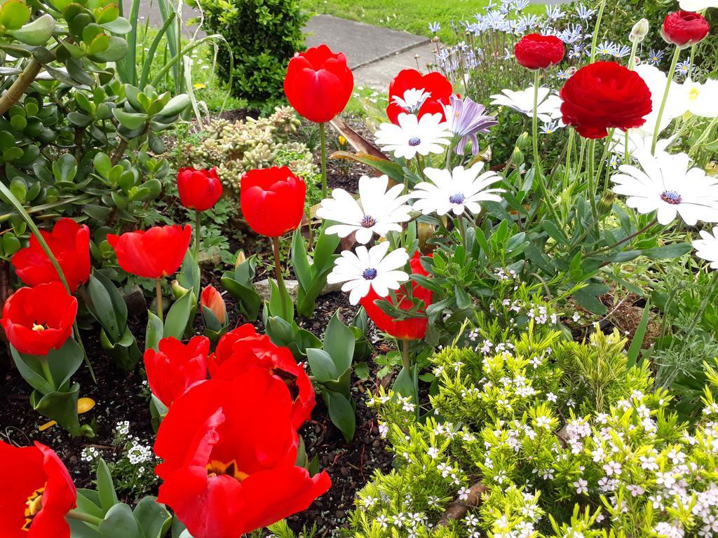 Lush & Co Auckland Bed & Breakfast Екстер'єр фото